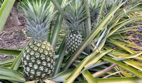 How Big of a Dance Floor for 100 Guests: And Why Do Pineapples Always Steal the Spotlight?